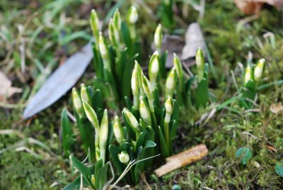 Leucojum vernum - bledule jarní (2)